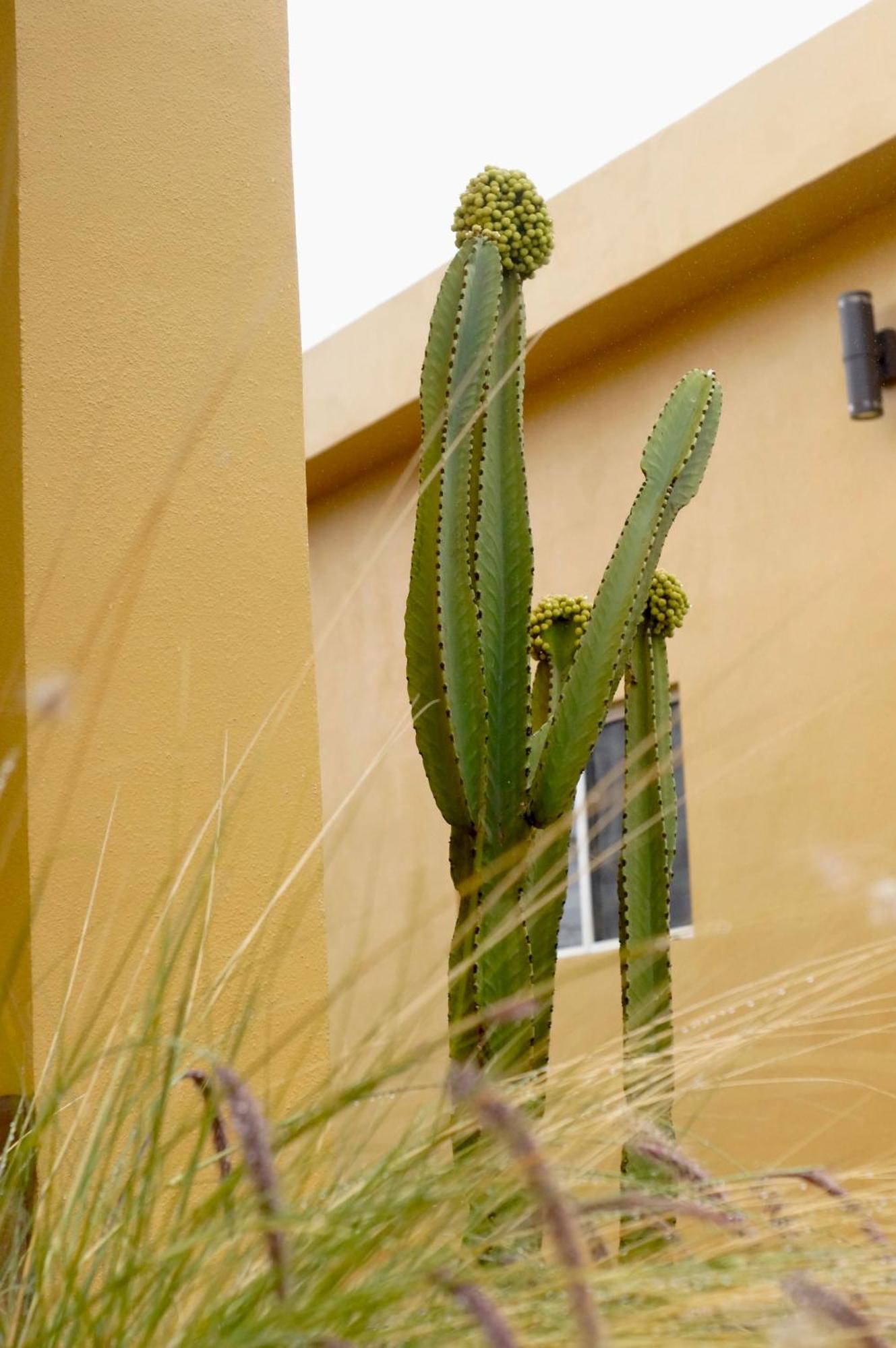 Cozy, Quiet & Pet Friendly Gated Patio Studio Ensenada Exteriör bild